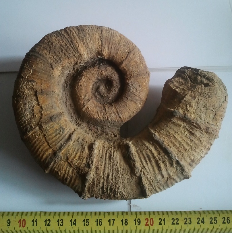 Редкая находка палеонтологов не выдержала почтового путешествия в Тверь