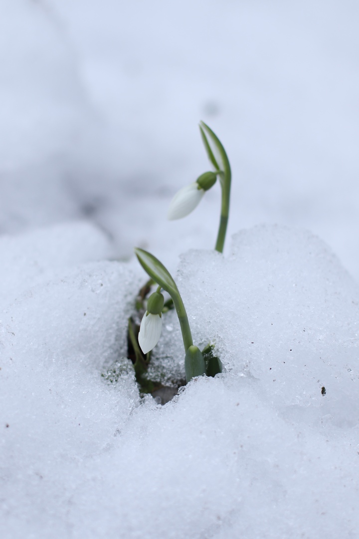 В Твери распустились подснежники, не дождавшись весны
