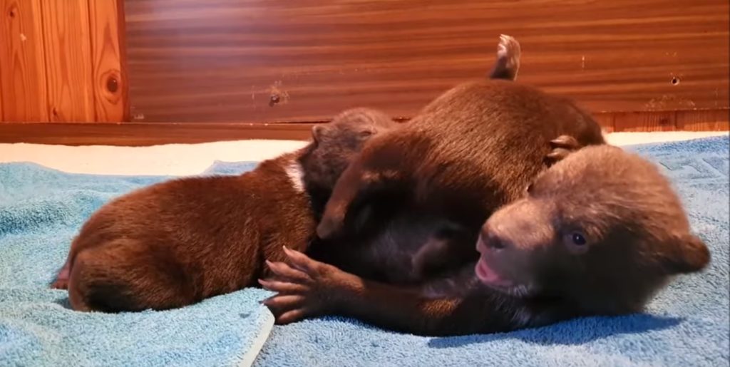 У спасенных медвежат из Карелии начали открываться глазки ВИДЕО Иванова Ольга Игоревна, школа № 50, начальные классы