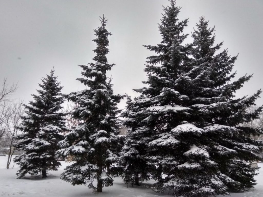 На Рождество в Тверской области похолодает На Рождество в Тверской области похолодает