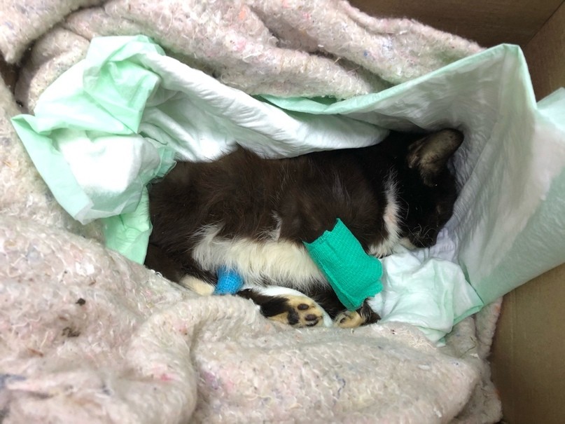 Упитанный котик из Твери спас больного котенка