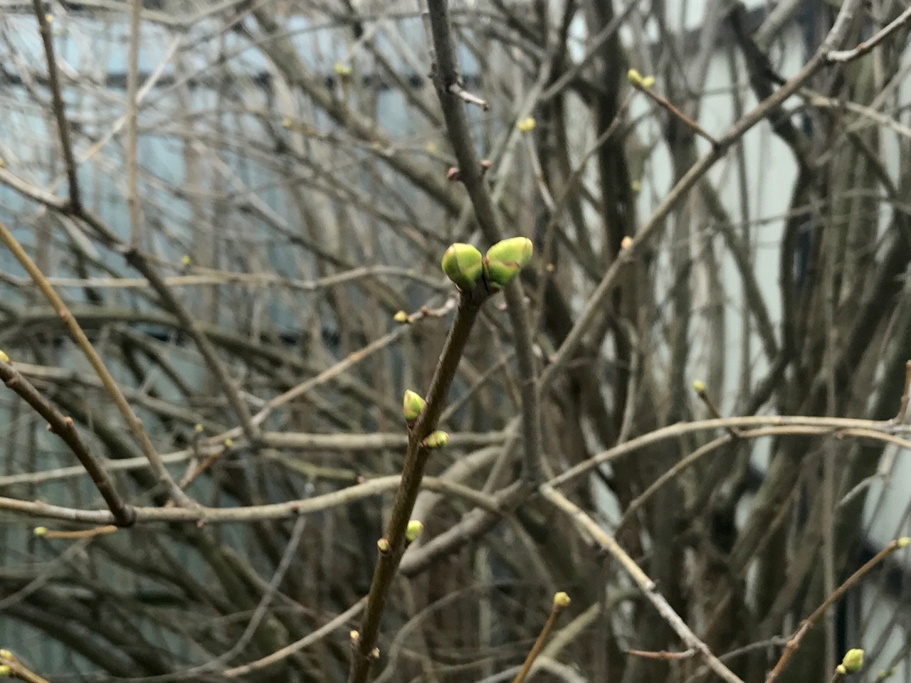 Летние забавы января в Тверской области