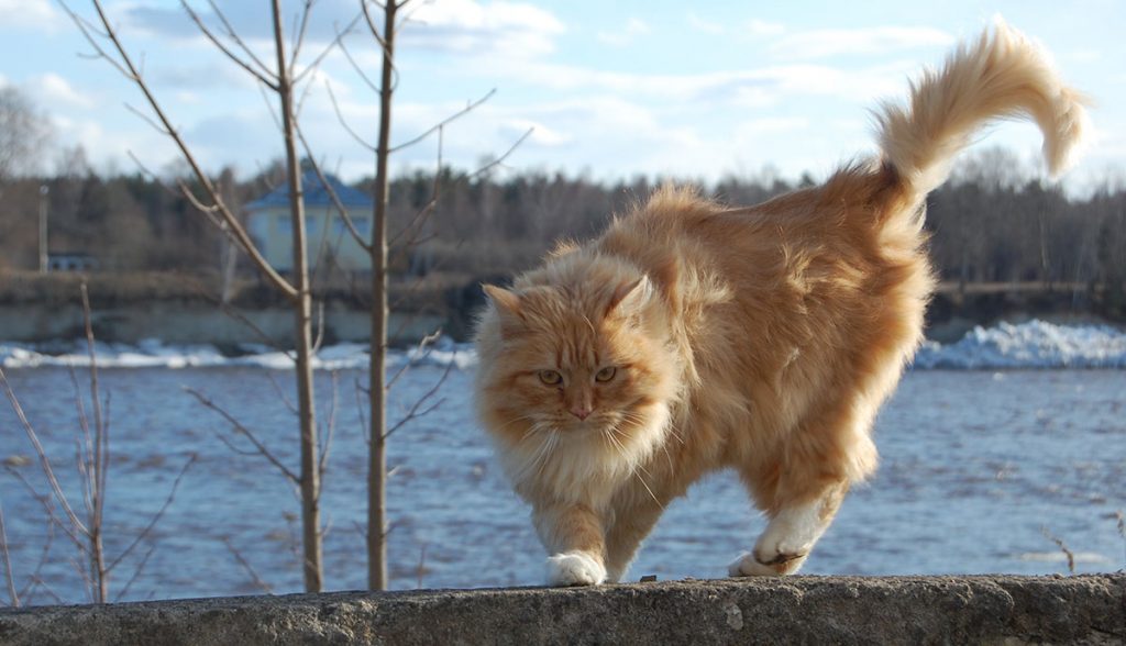 В Тверской области ожидается усиление ветра В Тверской области ожидается усиление ветра