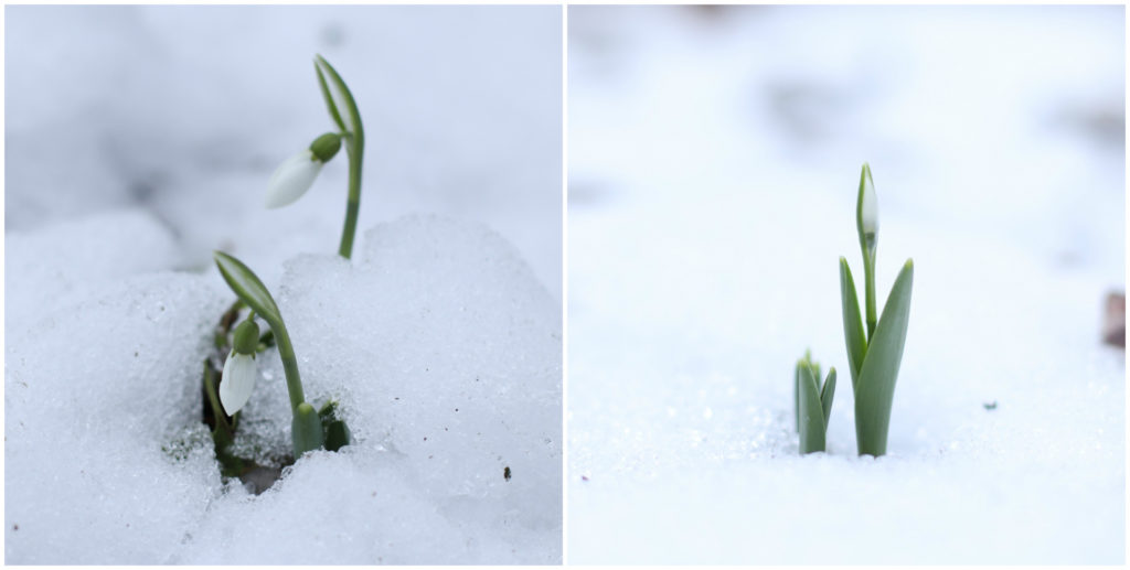 Весенние цветы распустились в Твери