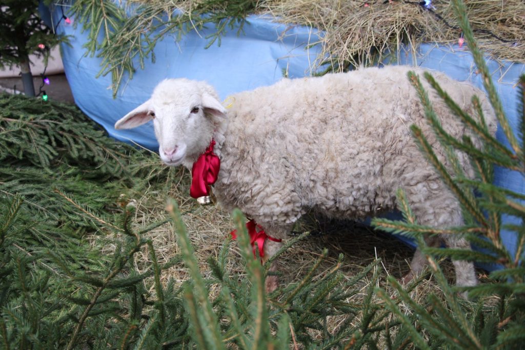 Белая овечка сбежала из тверского собора, чтобы погулять Белая овечка сбежала из тверского собора, чтобы погулять