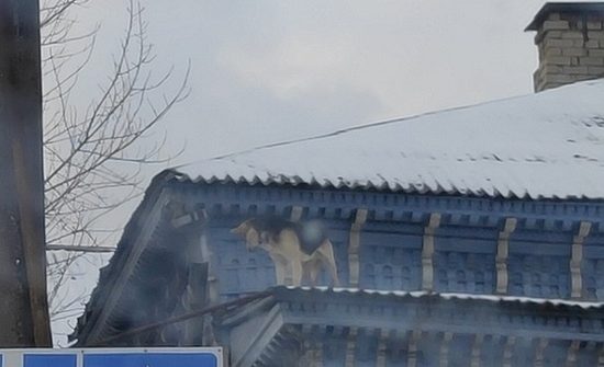В Твери пес завел привычку выходить на неудобную крышу дома В Твери пес завел привычку выходить на неудобную крышу дома