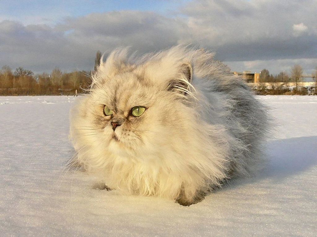 В Тверскую область придет сильный ветер В Тверскую область придет сильный ветер