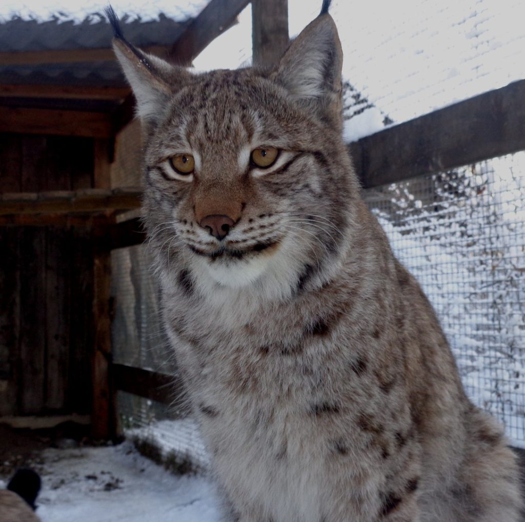 Телеканал Russia Today снял сюжет о тверских рысях Телеканал Russia Today снял сюжет о тверских рысях