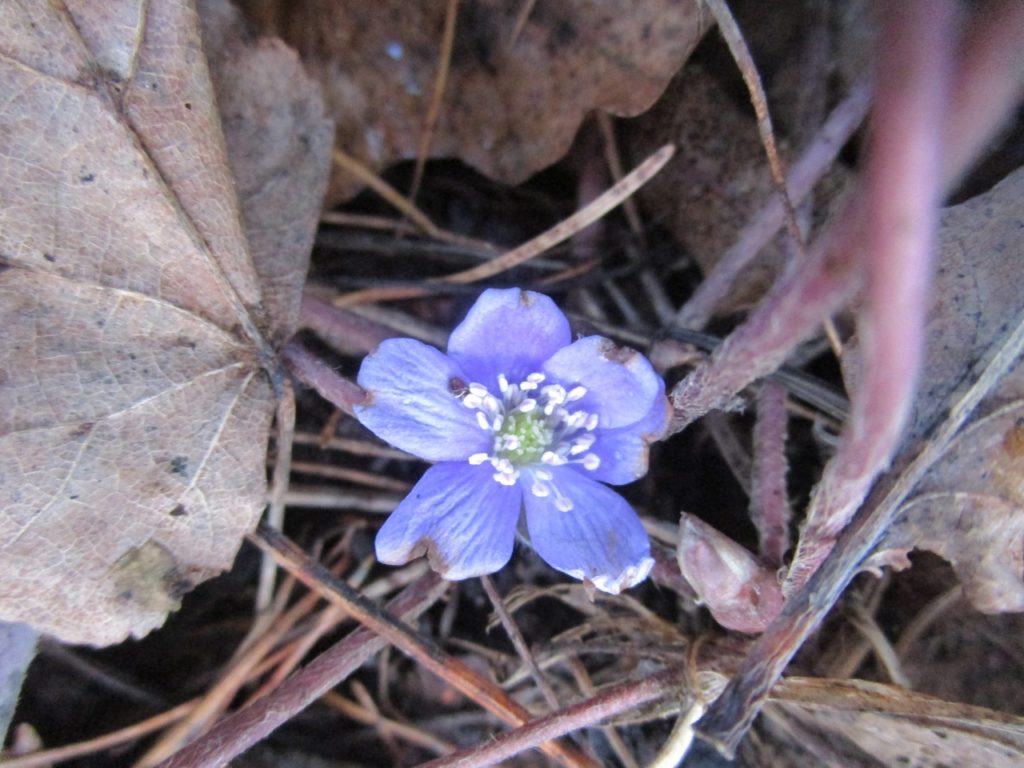 Впервые за 30 лет в тверском Ботаническом саду в январе зацвела печеночница Впервые за 30 лет в тверском Ботаническом саду в январе зацвела печеночница