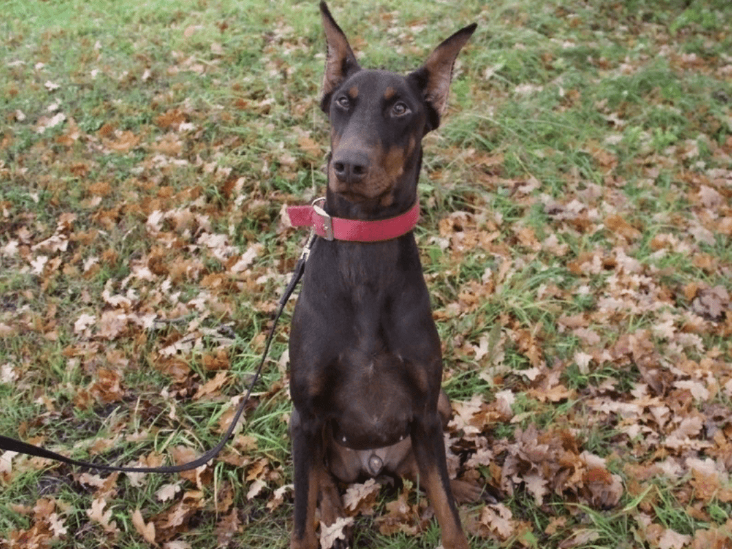 Упитанный котик из Твери спас больного котенка