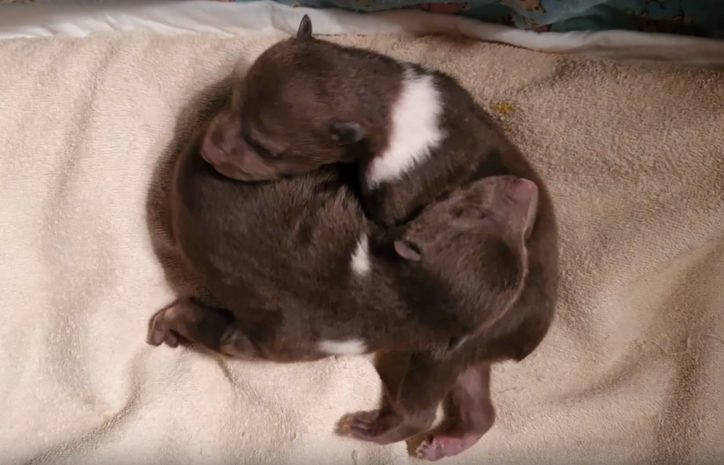 Медвежат, которых бросила мама, привезли в Тверскую область ВИДЕО