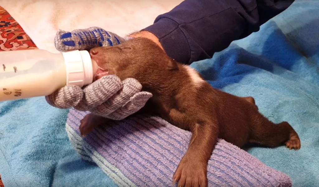 Еще двоих мишек-сирот привезли в Тверскую область