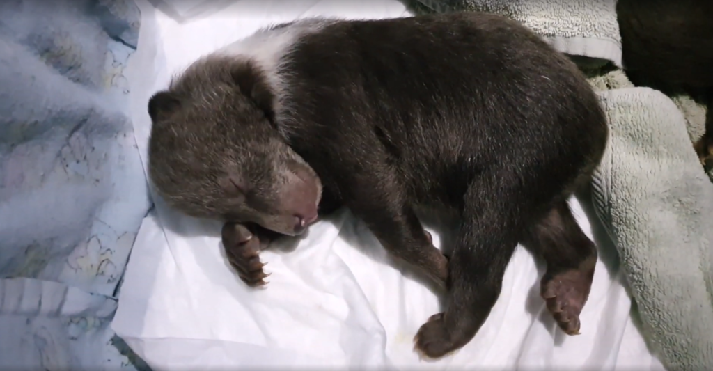 Маленькая медведица-сирота поправилась благодаря заботе сотрудников тверского центра спасения медвежат Маленькая медведица-сирота поправилась благодаря заботе сотрудников тверского центра спасения медвежат