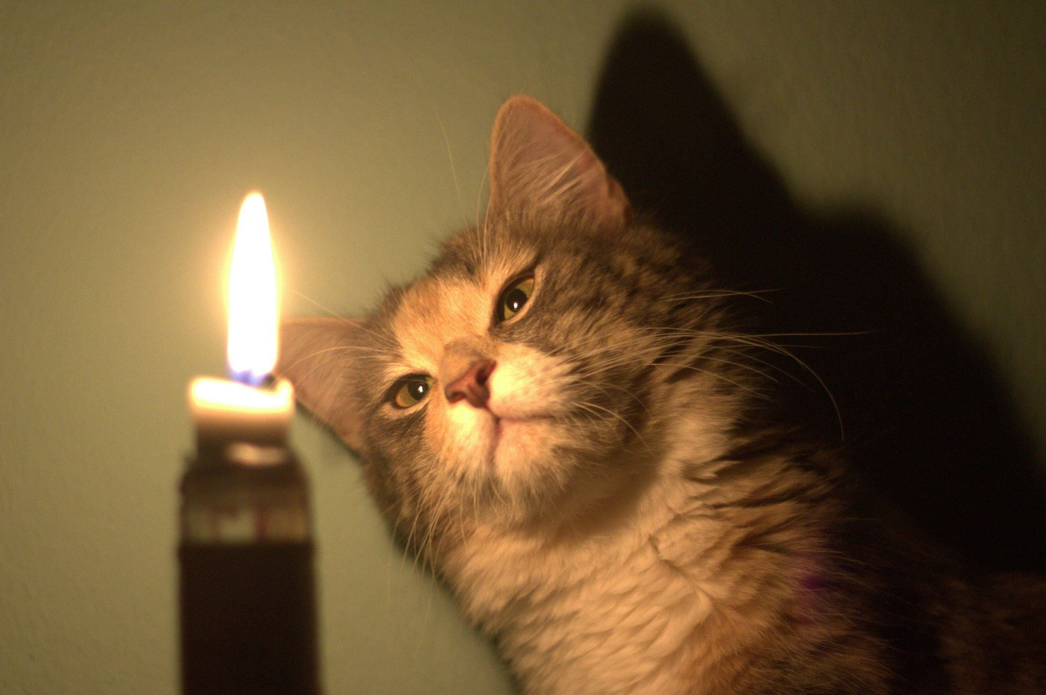 Включи выключи котов. Кот под освещением. Кот и свеча. Кот со свечкой. Кот выключает свет.
