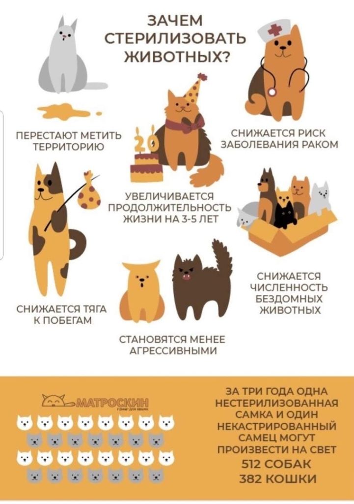 Сотрудники котокафе в Твери рассказали о стерилизации кошек Сотрудники котокафе в Твери рассказали о стерилизации кошек