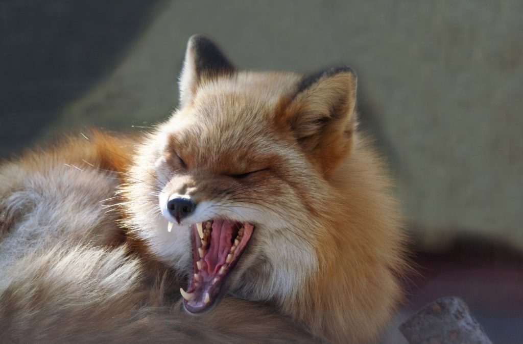 В Тверской области было выявлено бешенство у лисьей пары В Тверской области было выявлено бешенство у лисьей пары