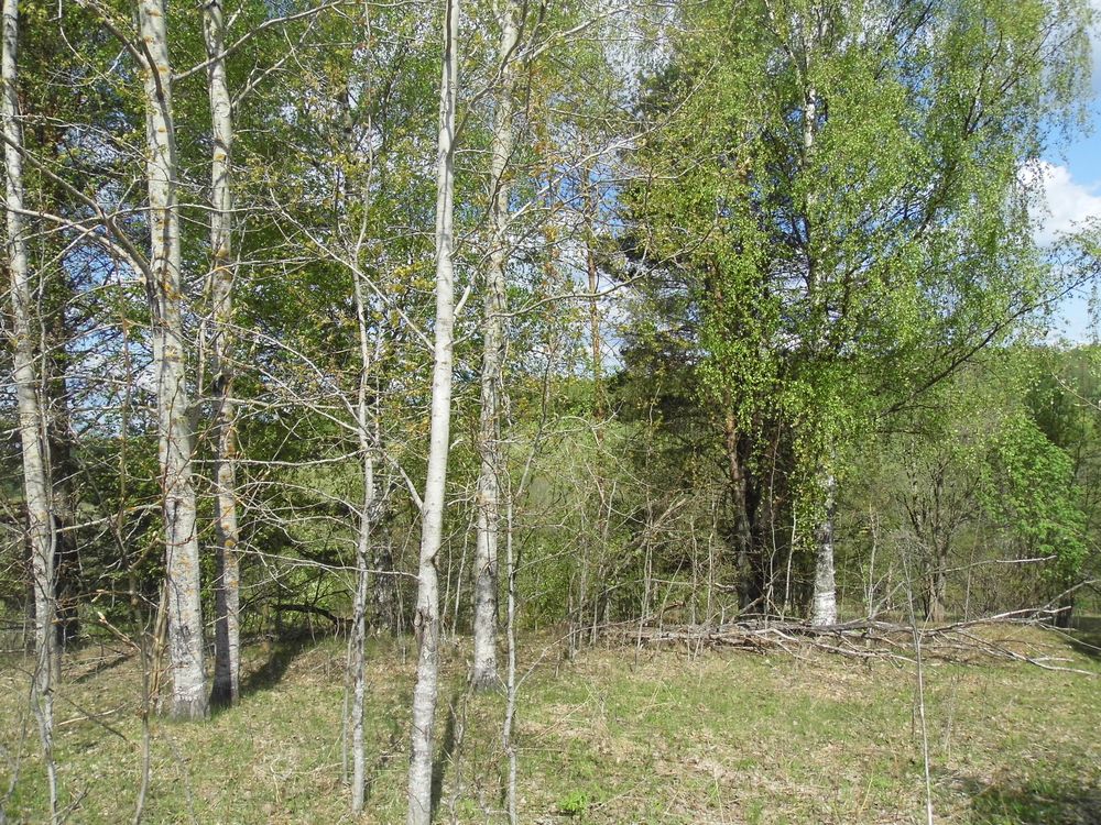 В Селижаровском районе оштрафовали собственника земель за неустранение зарастания В Селижаровском районе оштрафовали собственника земель за неустранение зарастания