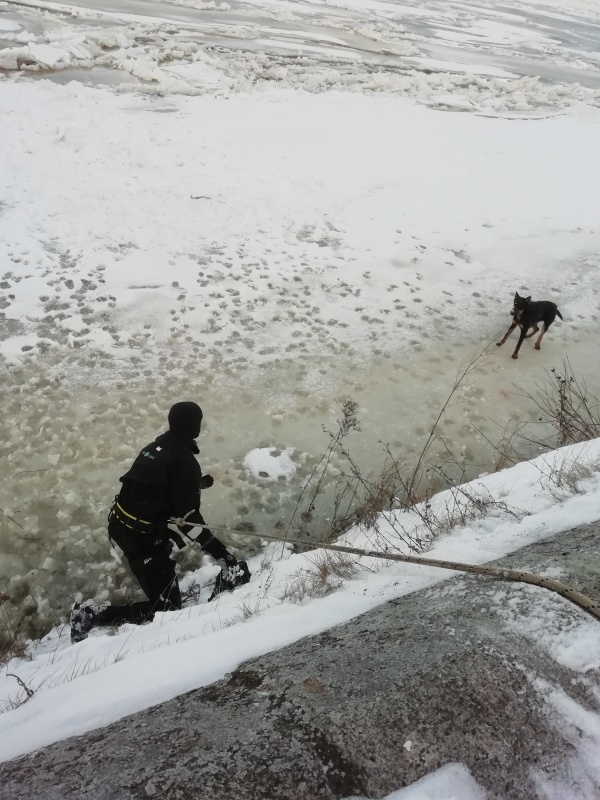 Собаку-гуляку спасли от верной смерти в Твери