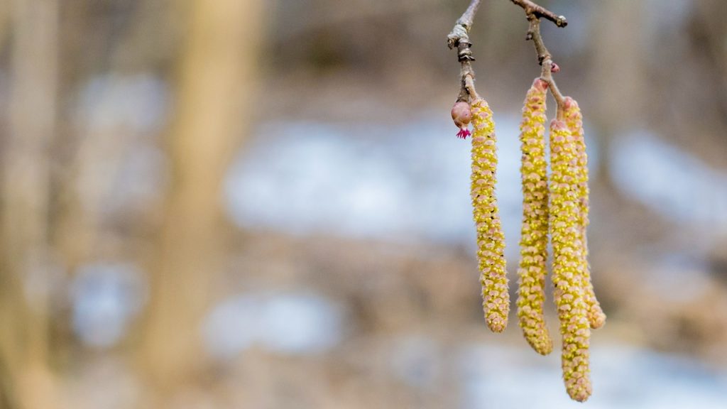 В Твери на два месяца раньше срока зацвел орешник