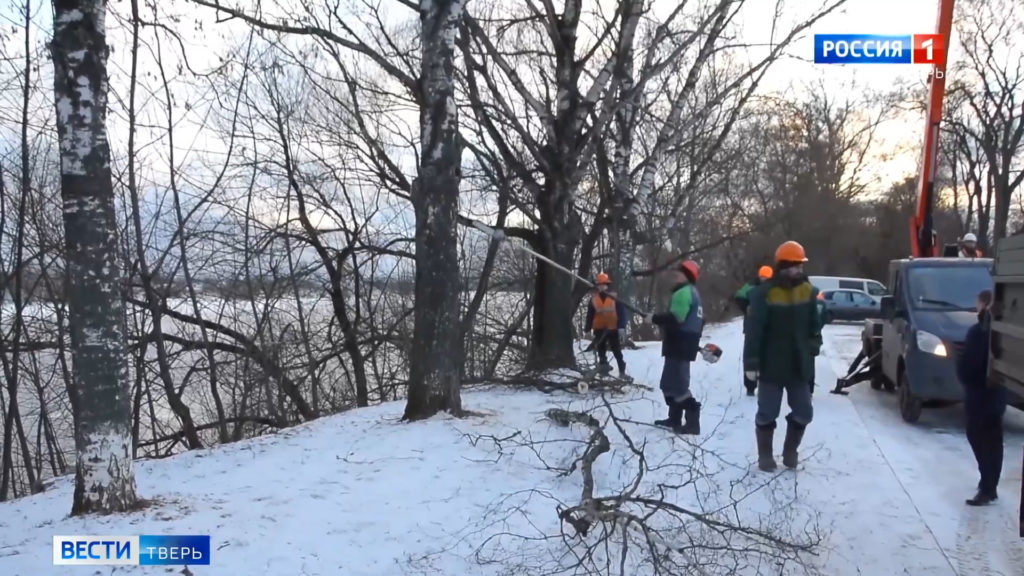 Тверская администрация объяснила масштабную обрезку деревьев Тверская администрация объяснила масштабную обрезку деревьев
