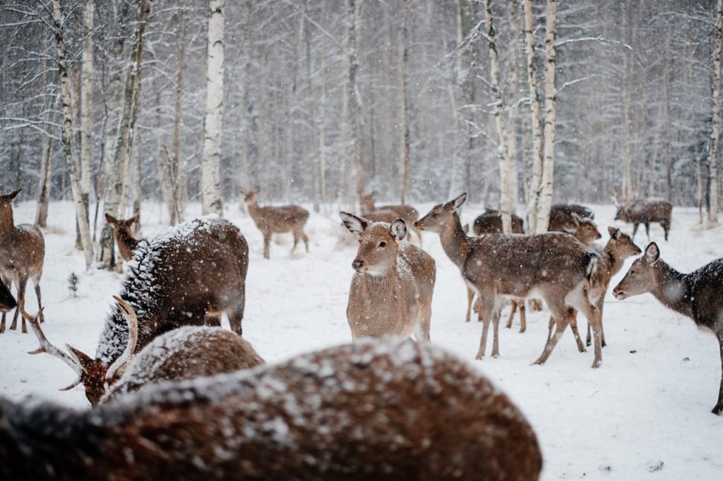 Оленья ферма «Усадьба Судимиръ» под Тверью приглашает в гости Оленья ферма «Усадьба Судимиръ» под Тверью приглашает в гости