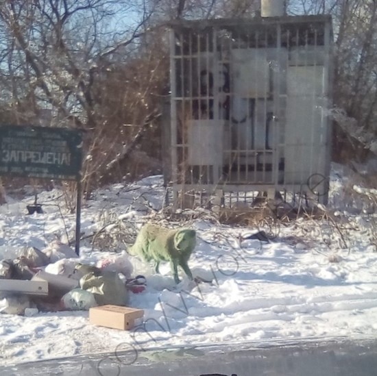В Тверской области бегает зеленая собака В Тверской области бегает зеленая собака