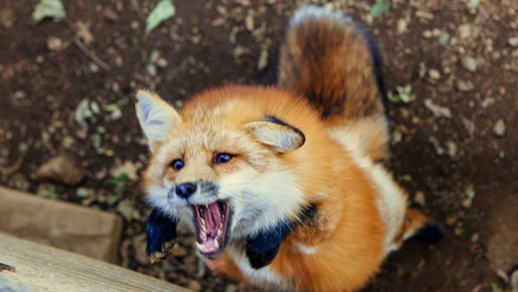 В Тверской области ловят бешеную лису, которая покусала 12 человек