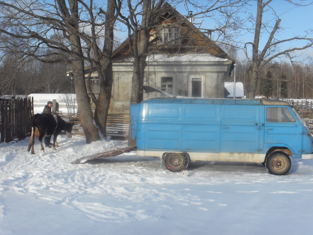 Житель Тверской области создал автомобиль для коровьих свадеб