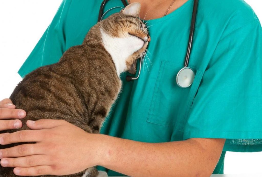 В Твери откроется новая ветеринарная клиника В Твери откроется новая ветеринарная клиника