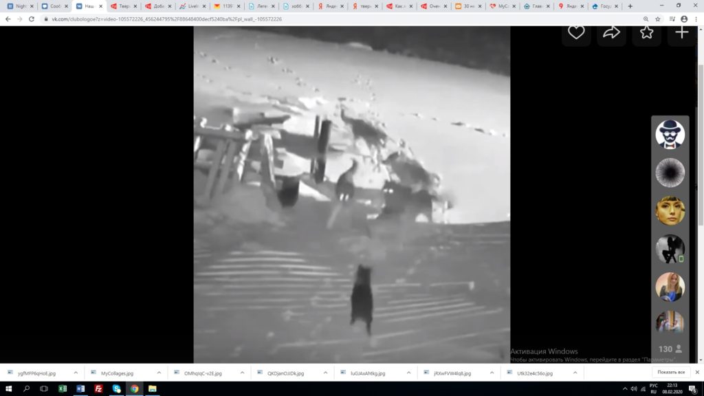 Нападение волков на собаку появилось на видео в Тверской области Нападение волков на собаку появилось на видео в Тверской области