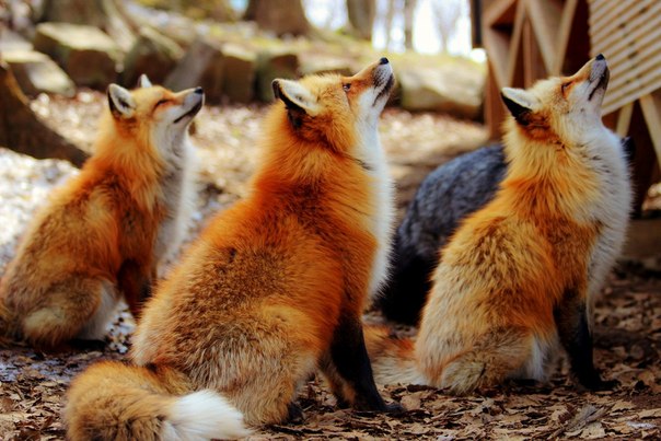 В Нелидово Тверской области сбежали на волю три лисы