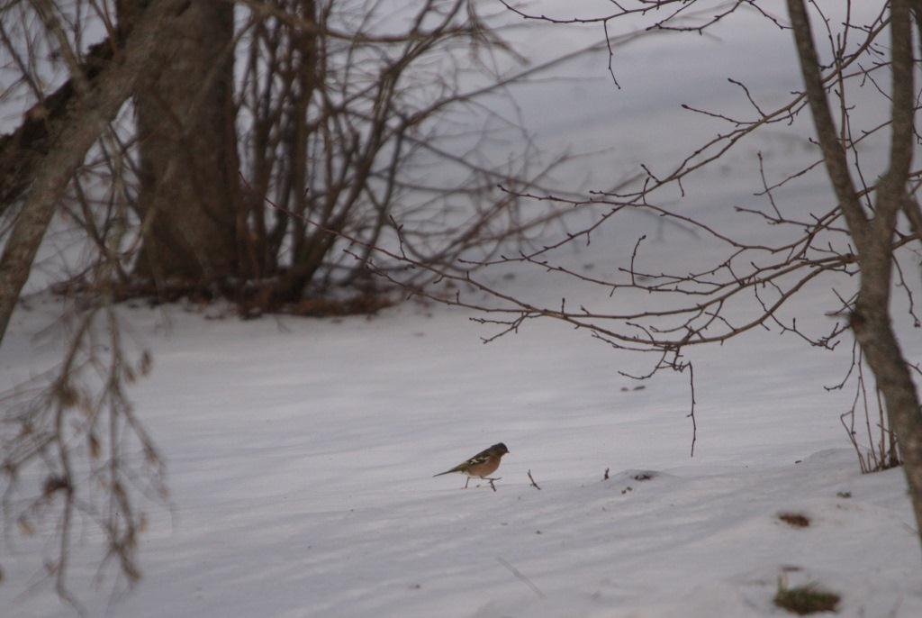 В заповеднике Тверской области зимуют птицы, которых здесь быть не должно
