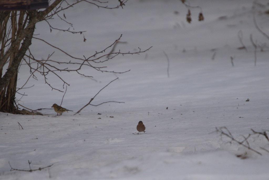 В заповеднике Тверской области зимуют птицы, которых здесь быть не должно