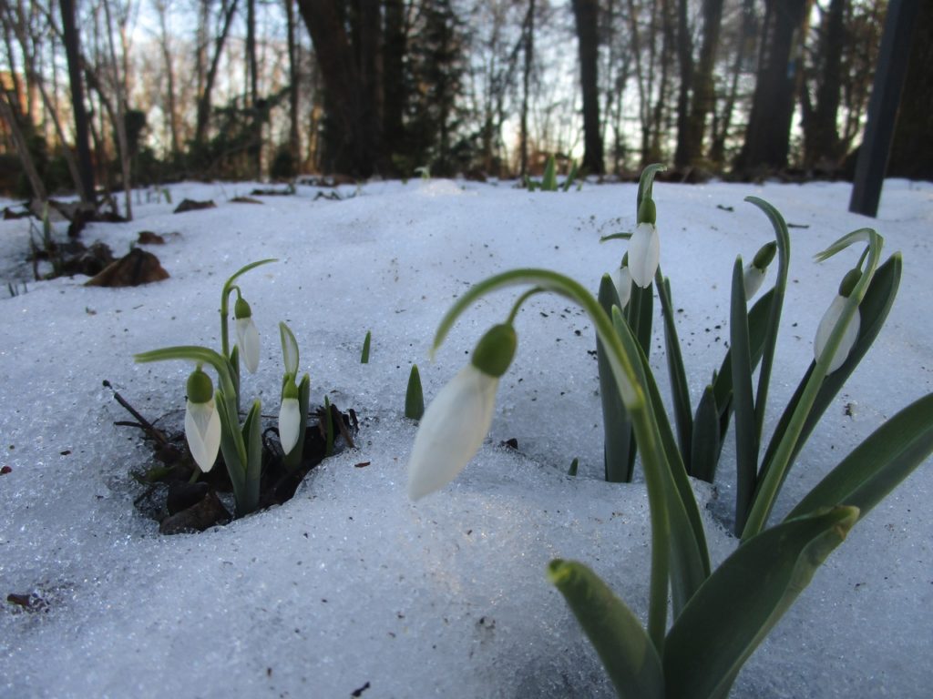 В Ботаническом саду Твери в феврале расцвели подснежники В Ботаническом саду Твери в феврале расцвели подснежники