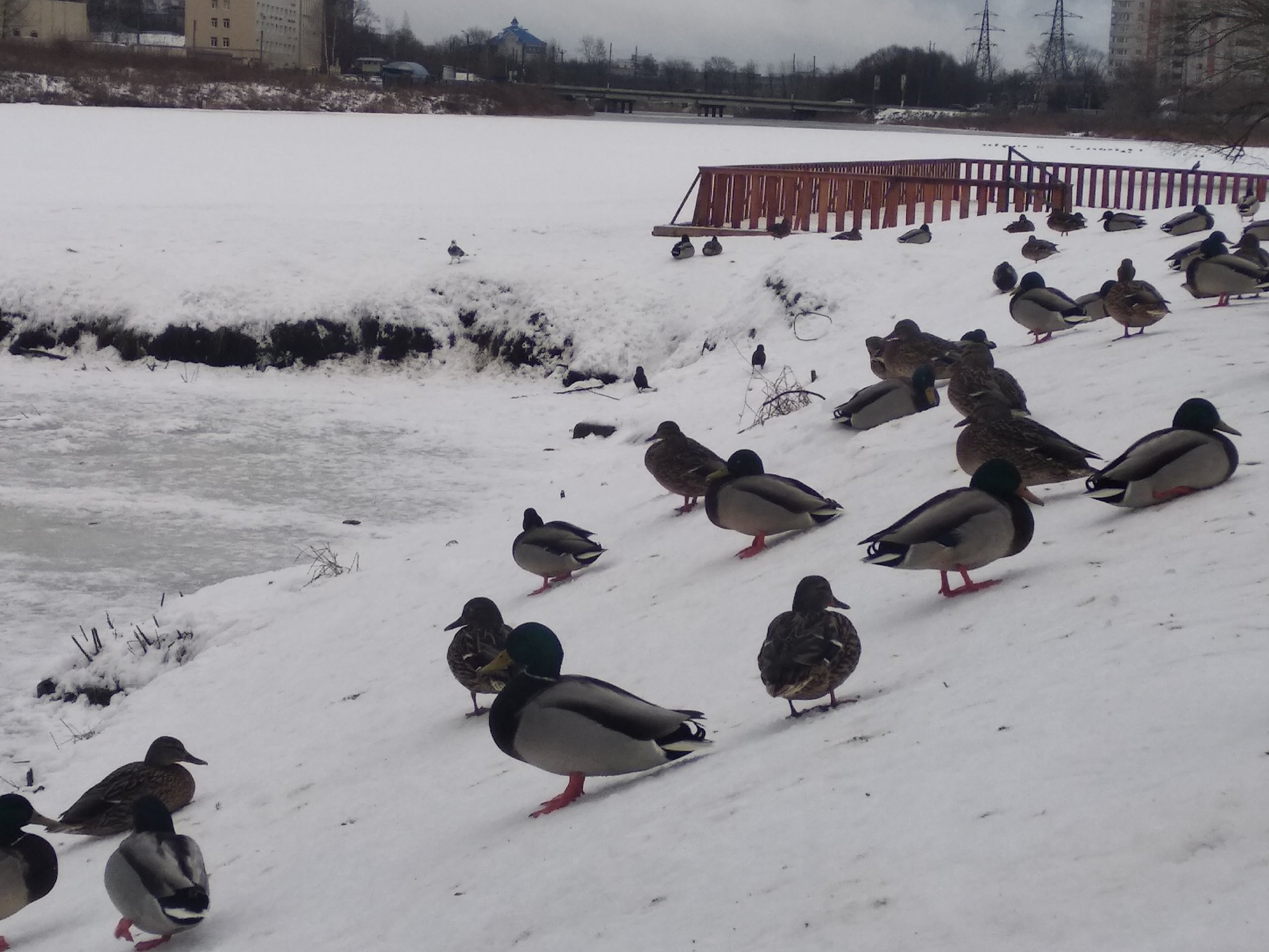 Об утках тверских замолвите слово: юнкор узнала, почему птицы не улетают на юг