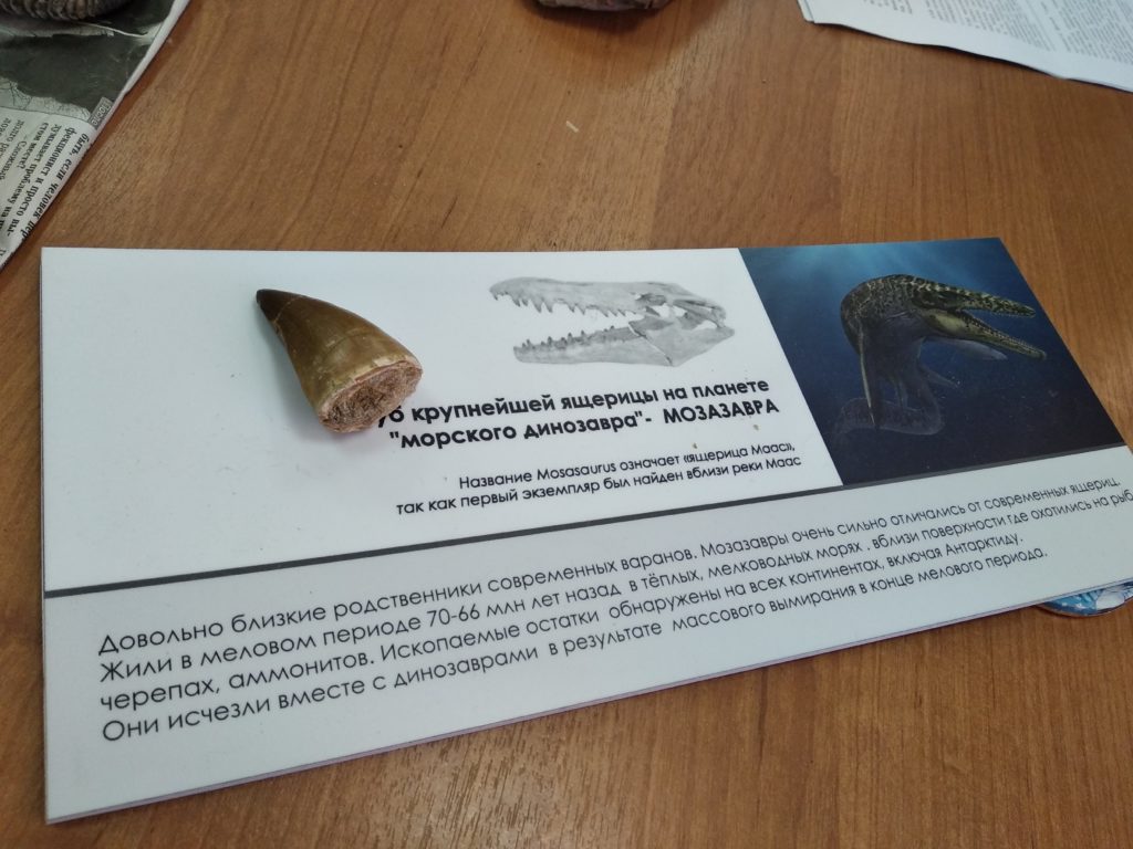 Спецпроект "Тверьлайф": Тактильную палеонтологическую выставку провели в Твери