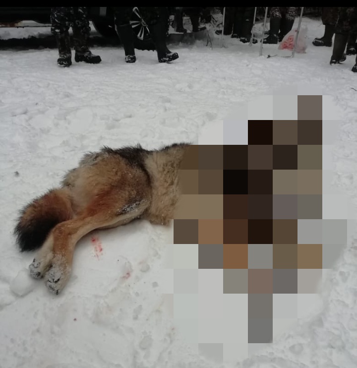 Нападение волков на собаку появилось на видео в Тверской области