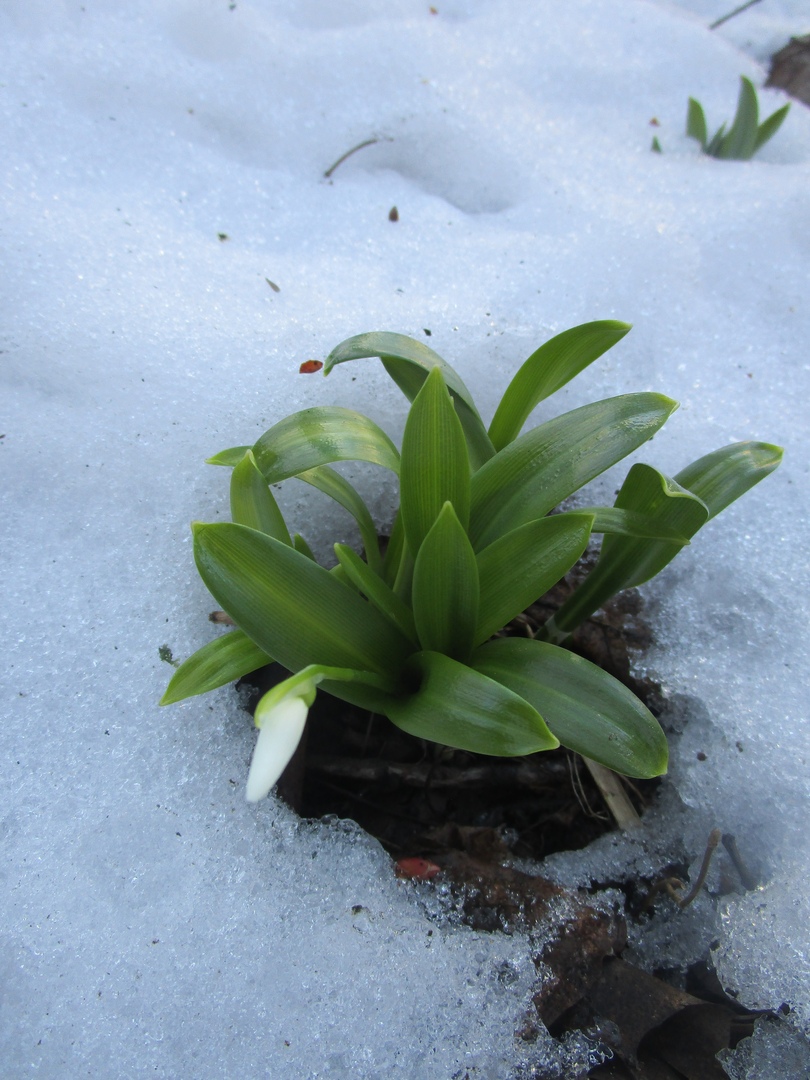 В Ботаническом саду Твери в феврале расцвели подснежники