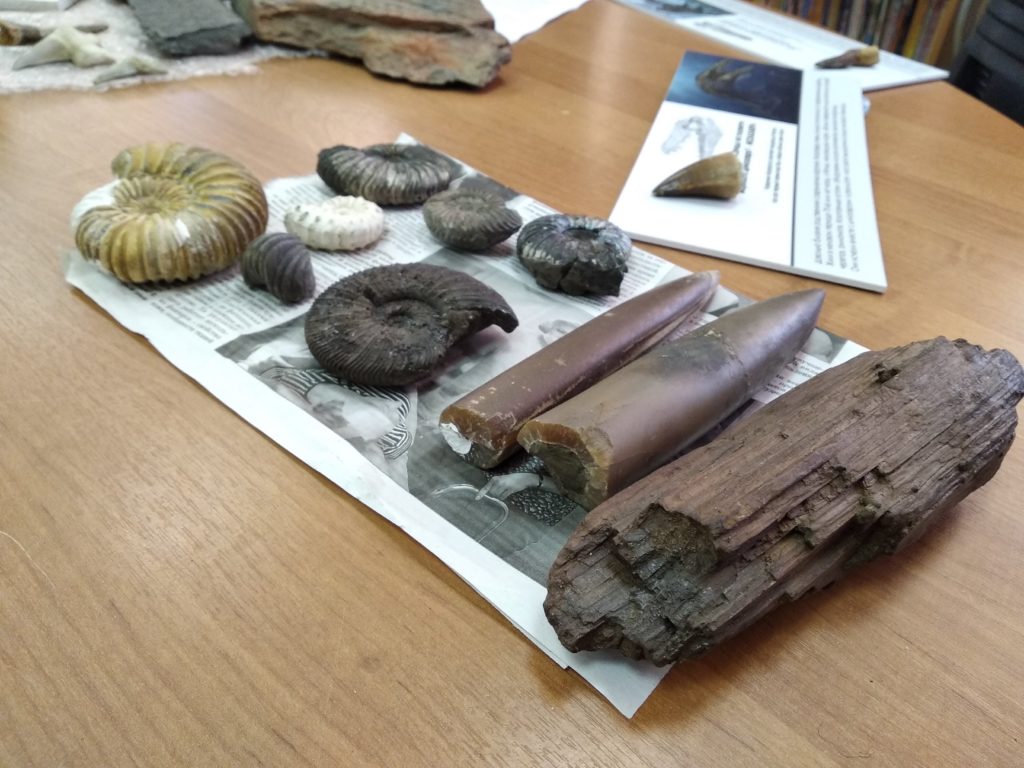 Спецпроект "Тверьлайф": Тактильную палеонтологическую выставку провели в Твери