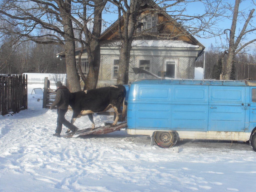 Житель Тверской области создал автомобиль для коровьих свадеб