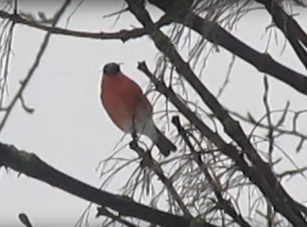 Жительница Твери поймала в объектив дерево со снегирями Жительница Твери поймала в объектив дерево со снегирями