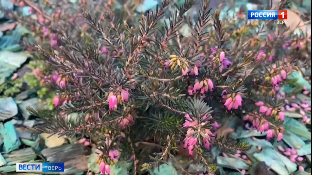 В Тверской области расцвели осенние цветы