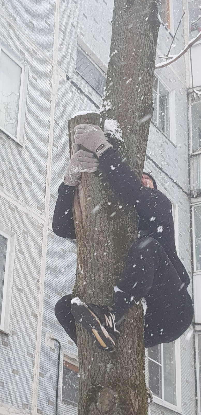 В Твери спасли котика, два дня сидевшего на дереве
