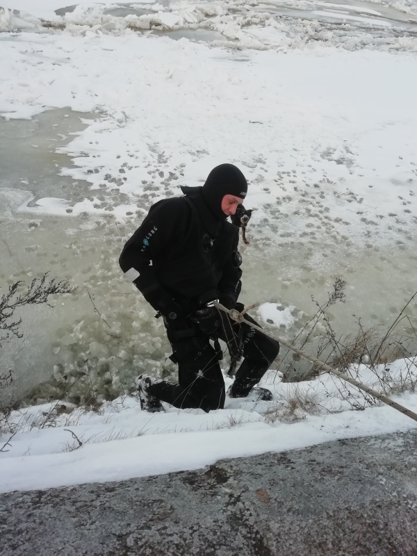 Собаку-гуляку спасли от верной смерти в Твери