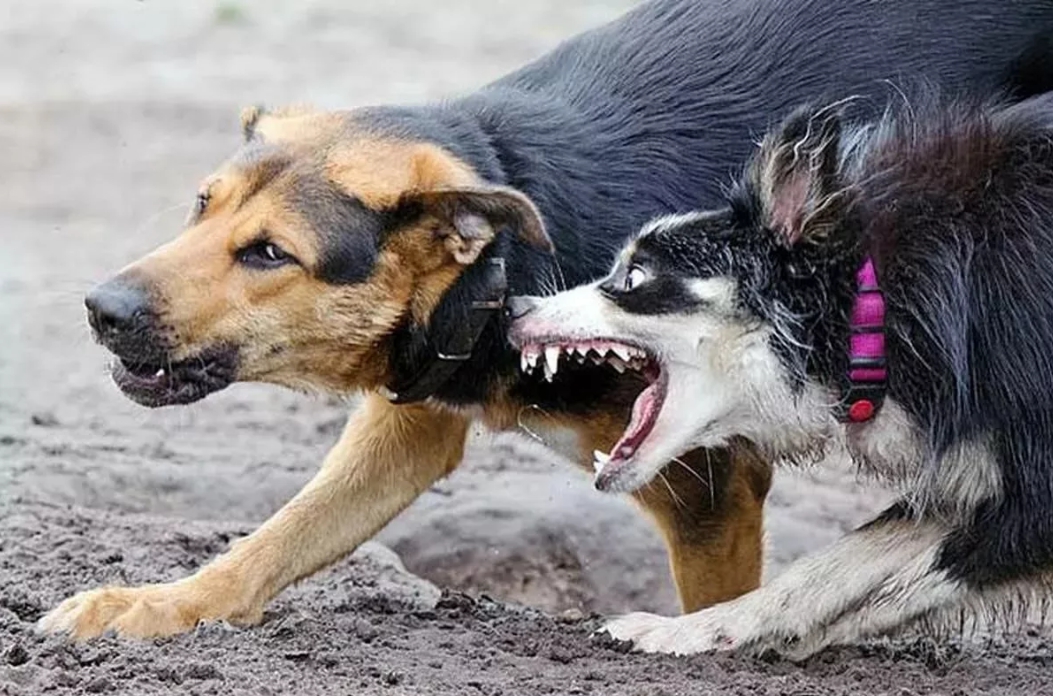 В тверской деревне жила бешеная собака