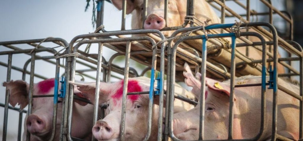 В Тверской области Россельхознадзор изменил правила перевоза животных В Тверской области Россельхознадзор изменил правила перевоза животных