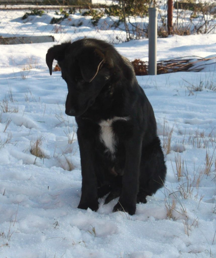 Последний брошенный щенок не может найти семью в Твери Последний брошенный щенок не может найти семью в Твери
