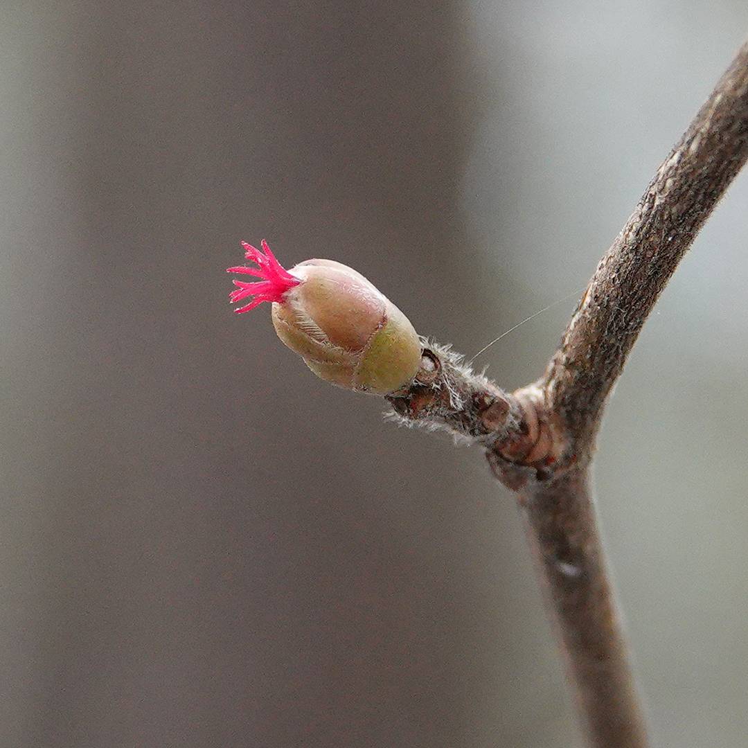 В Твери на два месяца раньше срока зацвел орешник