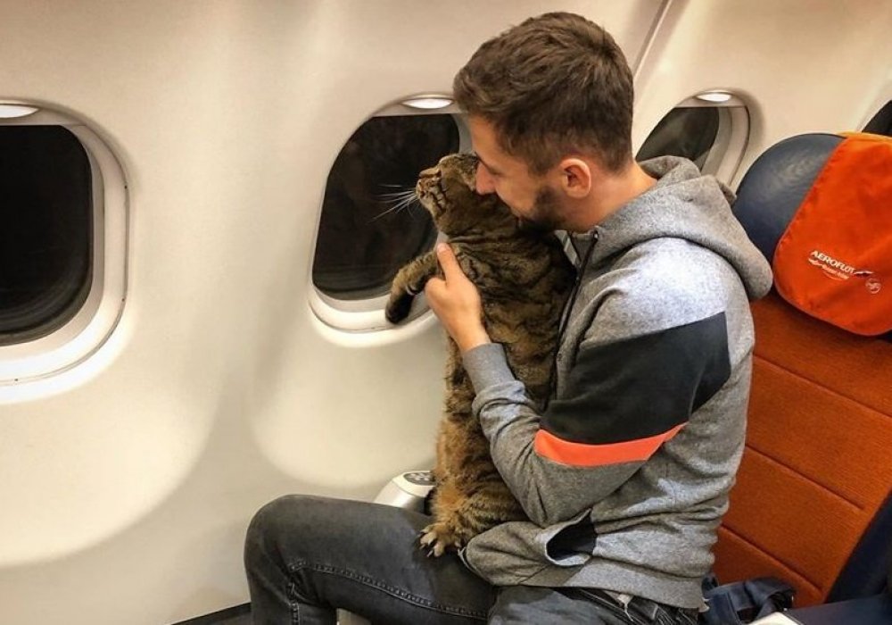Толстых котов из Твери сможет перевозить украинская авиакомпания