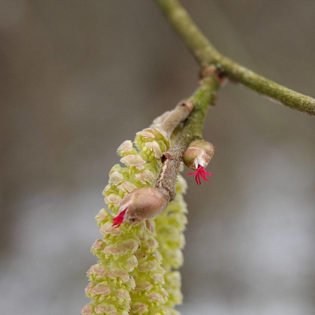 В Твери на два месяца раньше срока зацвел орешник В Твери на два месяца раньше срока зацвел орешник